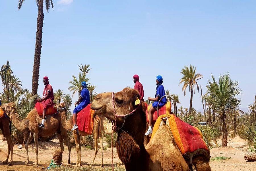 Camel Ride in the Palmeraie